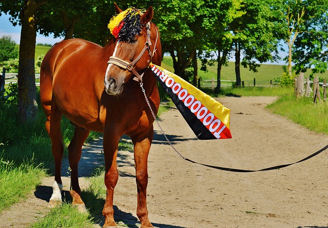 进球告诉所 进球告诉所