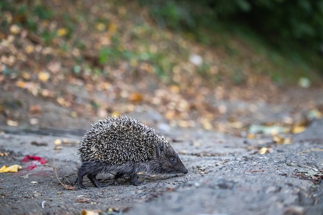 阵容变化等 阵容变化等